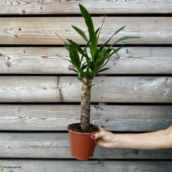 Yucca Elephantipes (Juka obrovská), kont. C2L, výška: 40-50 cm